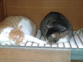 Mika und Freundin.jpg