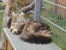 Katze guckt.jpg
