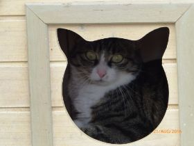 Katze Ohrenhaus.JPG