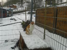 januar 17 schnee.jpg
